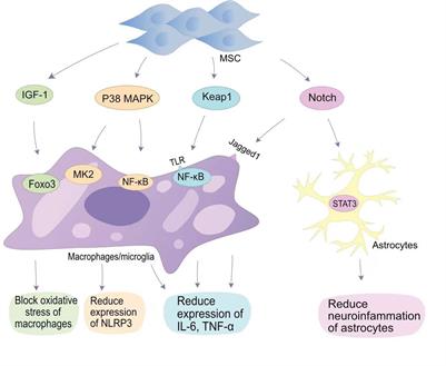 Frontiers | Mesenchymal stem cells in the treatment of spinal cord